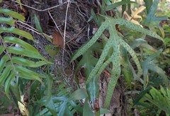 Microsorum scolopendria