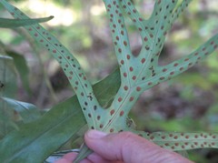 Microsorum scolopendria