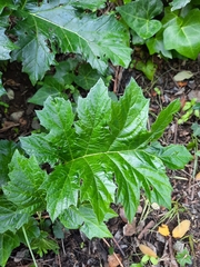 Acanthus mollis