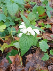 Lamium album