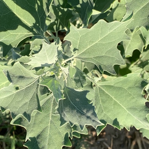 Chenopodium image