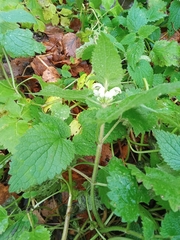 Lamium album