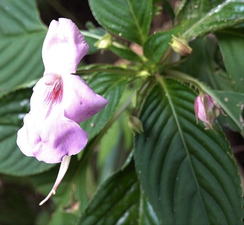 Impatiens flaccida image