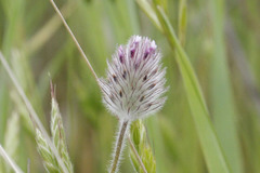 Trifolium albopurpureum