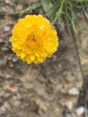 Leucochrysum graminifolium