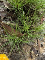 Leucochrysum graminifolium