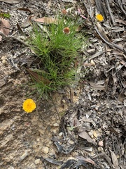 Leucochrysum graminifolium