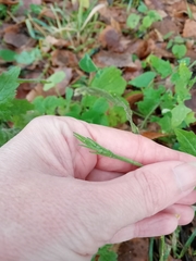 Sisymbrium officinale