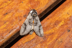 Psalidostetha banksiae