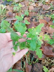 Sisymbrium officinale