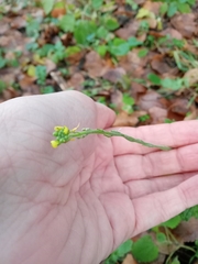Sisymbrium officinale