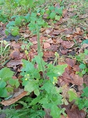 Sisymbrium officinale