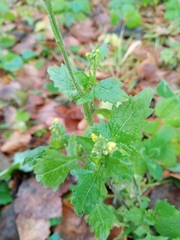 Sisymbrium officinale