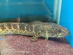 Channa aurantimaculata