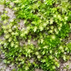 Bryum gemmiferum