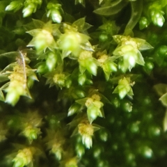 Bryum gemmiferum