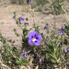 Aptosimum albomarginatum