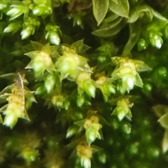 Bryum gemmiferum