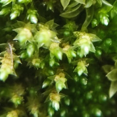 Bryum gemmiferum