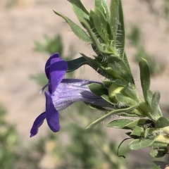 Aptosimum albomarginatum