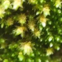 Bryum gemmiferum