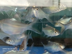 Barbonymus schwanefeldii