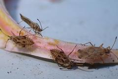 Cysteochila delineata