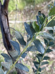 Acacia cultriformis