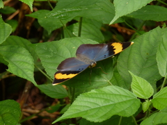 Euphaedra neophron littoralis