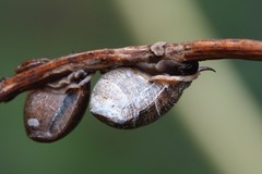 Pythia