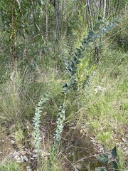Acacia cultriformis
