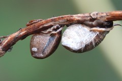 Pythia