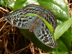 Euryphura achlys