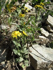 Senecio squalidus rupestris