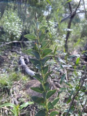 Acacia cultriformis