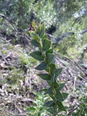 Acacia cultriformis