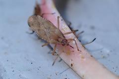 Cysteochila delineata