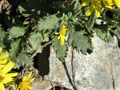 Senecio squalidus rupestris