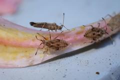 Cysteochila delineata