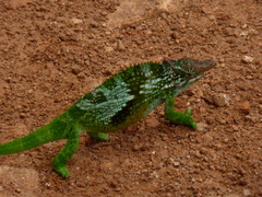 Kinyongia multituberculata