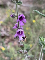 Prostanthera stricta