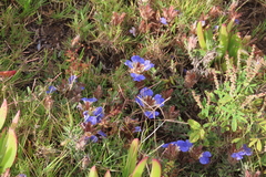 Blepharis procumbens