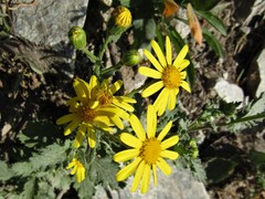 Senecio squalidus rupestris