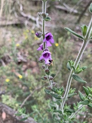Prostanthera stricta