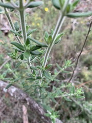 Prostanthera stricta