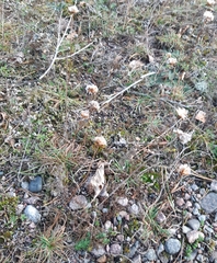 Armeria maritima elongata