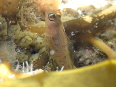 Notoclinops yaldwyni