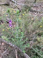 Prostanthera stricta