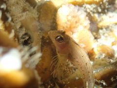 Notoclinops yaldwyni