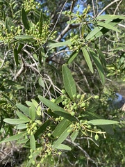 Notelaea microcarpa